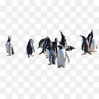 各种各样姿势的企鹅