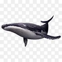 坐臀鲸鱼