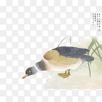中国画花鸟