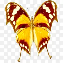 黄色斑点夏季蝴蝶装饰