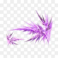 紫色羽毛左右相似装饰