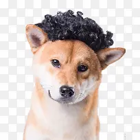 长头发的可爱柴犬