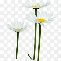 白色春天意境花朵