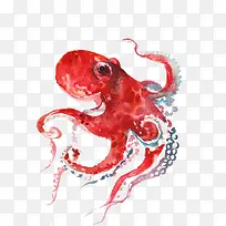 章鱼