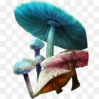 五彩的蘑菇