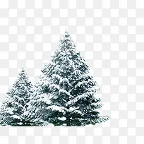 带雪的松树