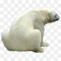 呆坐的北极熊