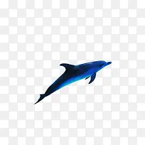 创意 海豚 海洋生物 商标
