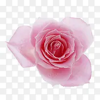 一大朵粉色的玫瑰