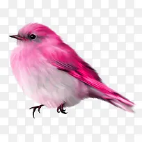 粉色小鸟