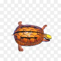 黄色巴西龟