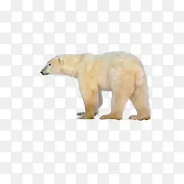 北极熊背面