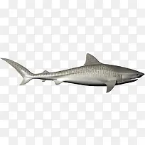灰色斑纹的虎鲨素材