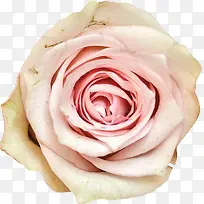 粉色玫瑰装饰素材
