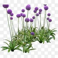 紫色圆形花