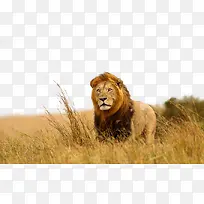 捕猎非洲狮
