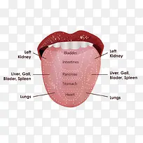 矢量人体舌头穴位图