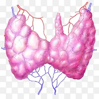 人体甲状腺腺体