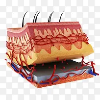 皮肤表层细胞模型