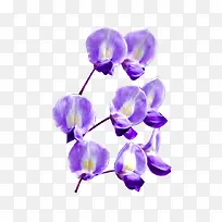 紫色蝴蝶花美丽春天花朵