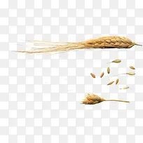 小麦子