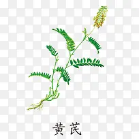 黄芪免抠素材免费下载