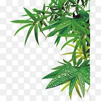 端午节绿色粽子叶子竹叶