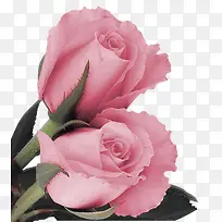 两朵粉红玫瑰花装饰图片