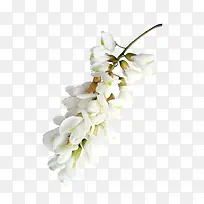 白色槐花