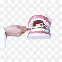 手拿牙齿模型