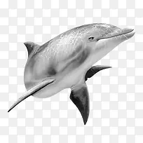 生活再海洋里的海豚
