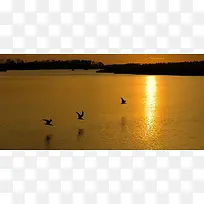 夕阳湖水海鸥背景