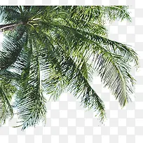 海滩椰树仰视图