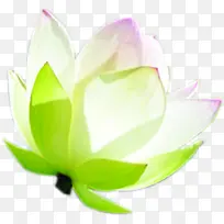 白色莲花花苞端午