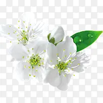 白色的花朵