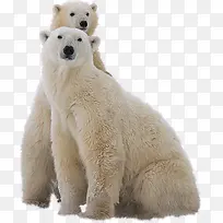 可爱的北极熊动物