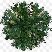 手绘树的俯视图