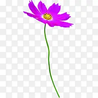 植物花朵紫色效果图