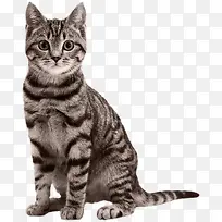 卡通可爱的花猫png
