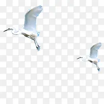 高清创意摄影在空中飞翔的海鸥