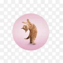 站立的猫咪素材图片