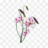 含苞待放的花