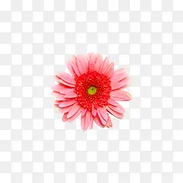 小菊花