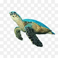 蓝色海龟