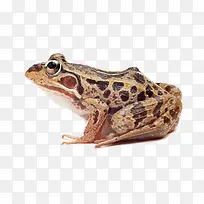 帅气的青蛙褐色实物图
