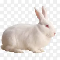 白色动物小兔子