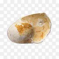 黄色动物壳化石