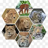 老虎狮子猛兽动物合集