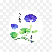 紫色牵牛花