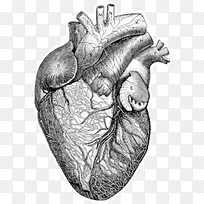 器官心脏